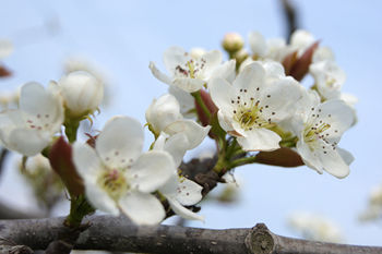 アグリパーク竜王　梨の花