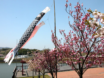 鯉のぼりと八重桜