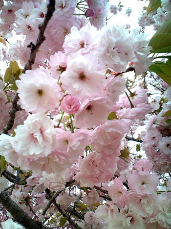 八重桜