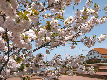八重桜