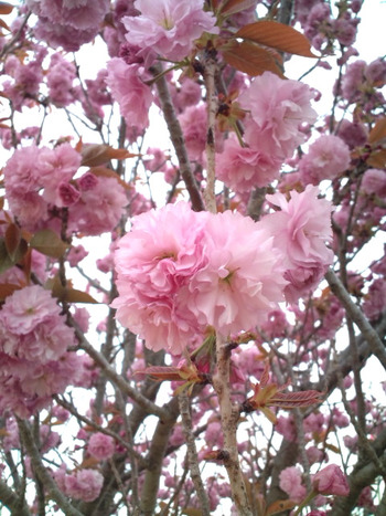 八重桜