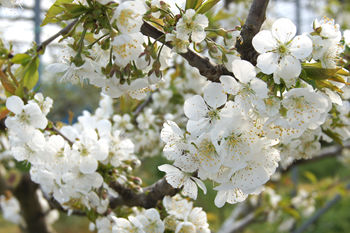 アグリパーク竜王　サクランボの花
