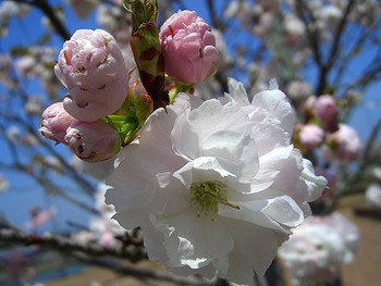 八重桜