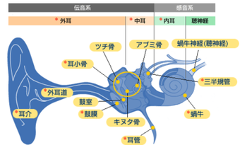 deafness-2-ear-jp_1