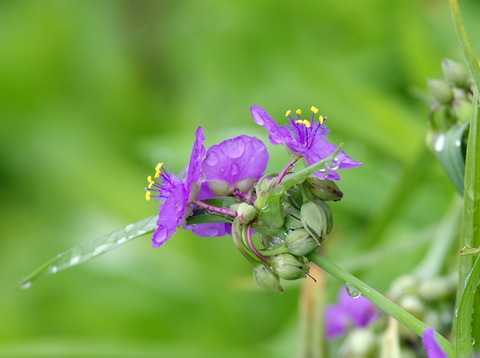 IMGP3472