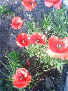 red flower4