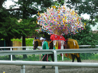 花馬