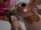 ラブー