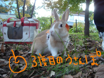 3度目のうさんぽ