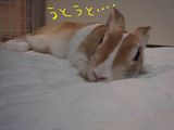 うとうと