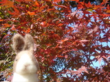 紅葉とミニ四葉