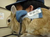 警備うさぎ