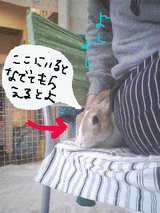 ここにいるとなでてもらえるとよ