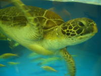 ���������²�ۤγ�����