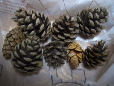 �μ褷�����ܤä���