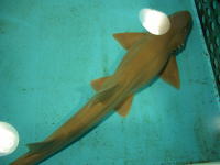 ���������²�ۤΥ���