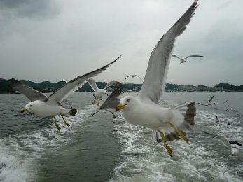 ���ߥͥ�