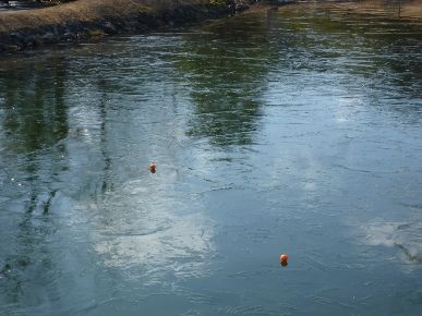 池にボールが??