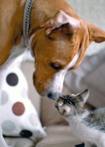 犬猫仲良し1
