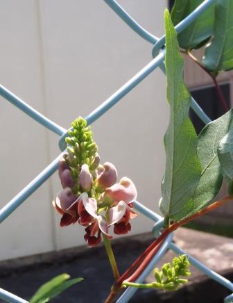 アピオスの花