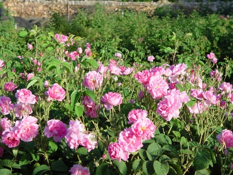 roses6