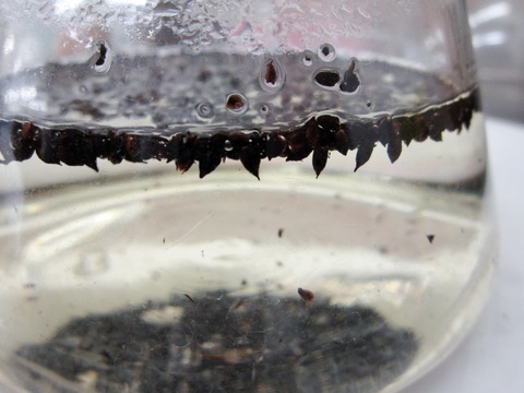 種のお茶6