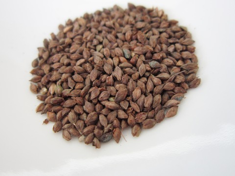 種のお茶1