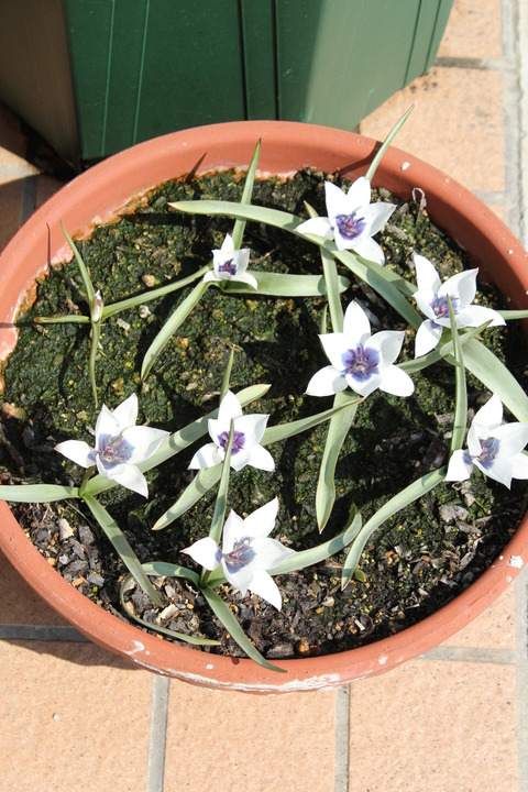 アルバコエルレアオクラータの花