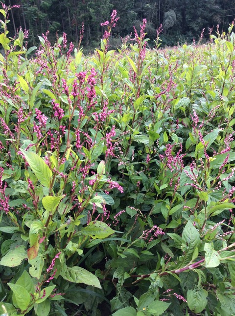2015年10月4日の藍農園