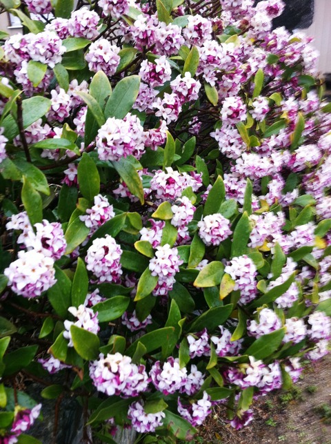 藍色工房 沈丁花満開