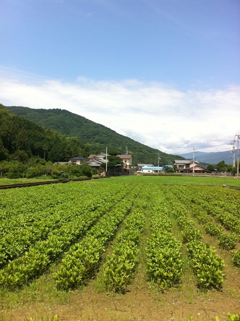 種穂山