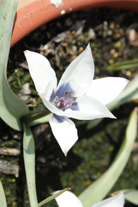 アルバコエルレアオクラータの花アップ