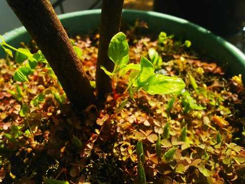 植物31
