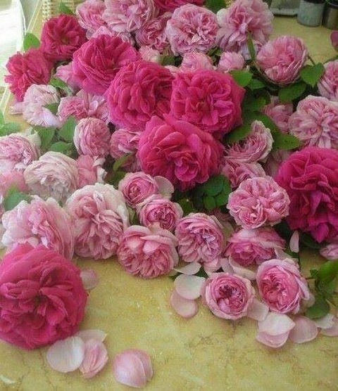 roses3
