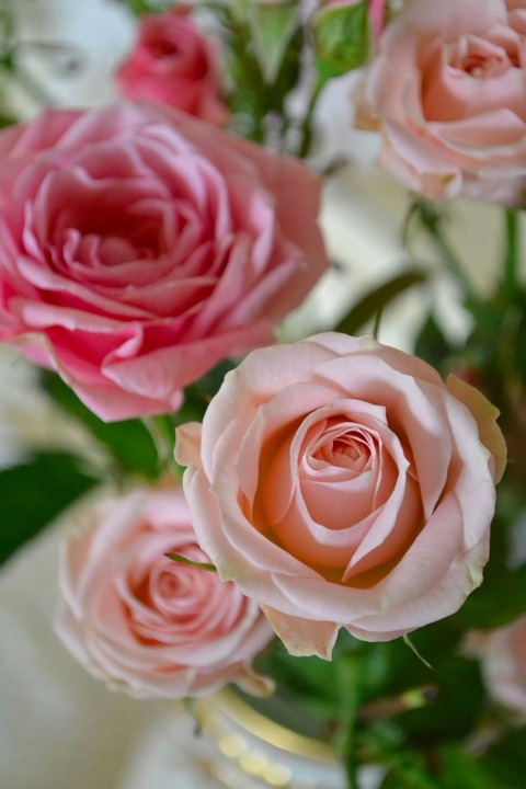 roses1