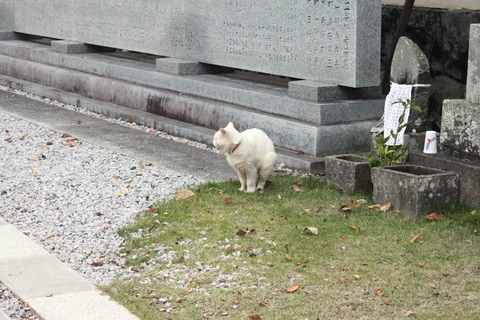 e観自在寺7