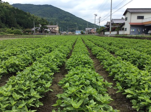 旧麻植郡の藍畑