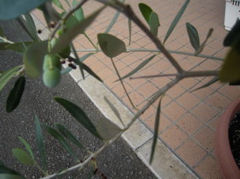 藍色工房 オリーブ4