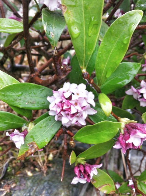 藍色工房 沈丁花の花