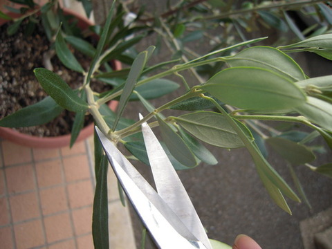 藍色工房 オリーブ2
