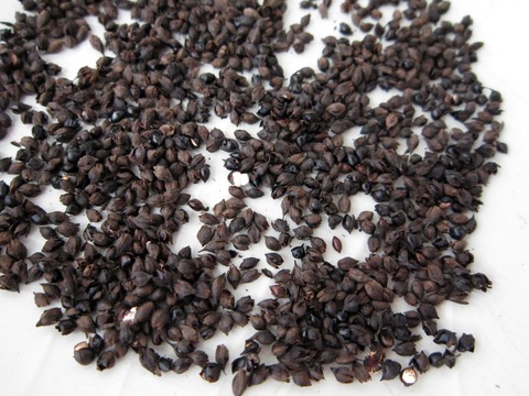 種のお茶5