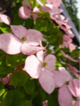 xxDSC01386