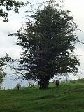 DSC03737