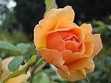 DSC04002