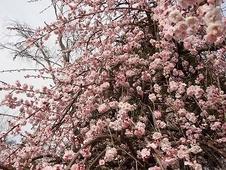 s-DSC01192