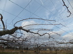 2012年1月3日 剪定 013