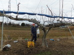 2012年1月3日 剪定 008