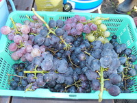 DSCF2978