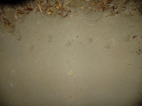 DSCF4695