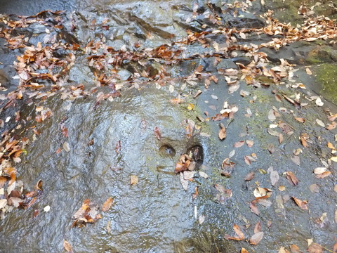 DSCF7661